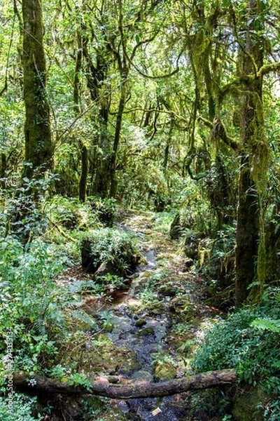 Fototapeta Tropical forest on trek to Kilimanjaro, Africa