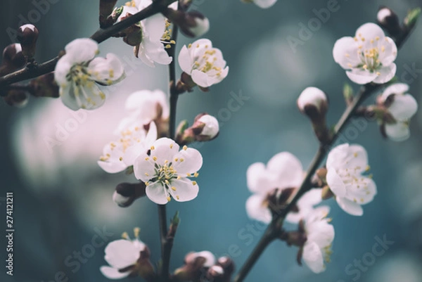 Fototapeta Apricot tree blossoms