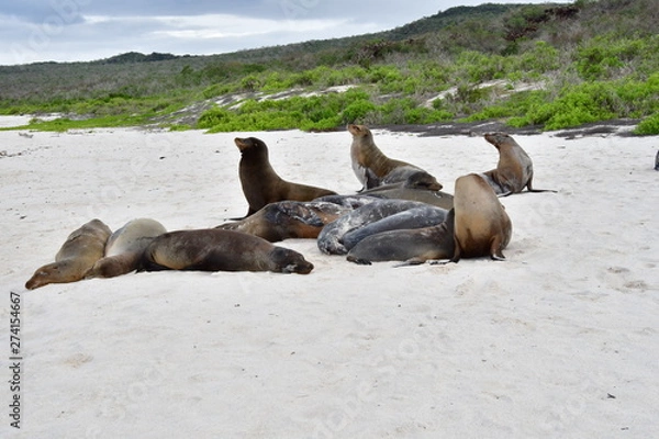 Fototapeta LOBOS MARINOS