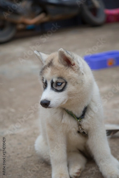 Fototapeta White Siberian Husky puppy