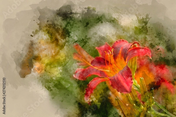 Fototapeta Digital watercolor painting of Beautiful vibrant red and yellow lily flower Hemerocallis Fulva in Summer sun