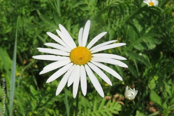 Fototapeta Beautiful chamomile flower on the meadow, closeup	