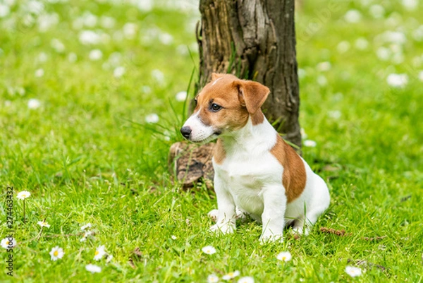 Fototapeta jack russel on  meadow