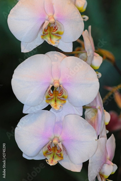 Obraz orchids