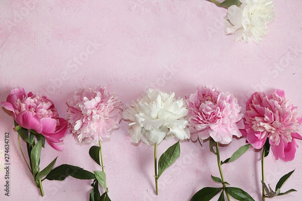 Fototapeta Peonies on a pink background, top view, selective focus.