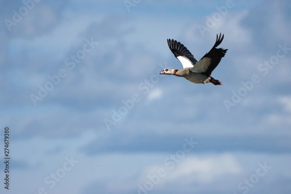 Fototapeta Nilgans im Flug