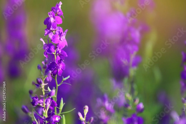 Fototapeta Beautiful wild flowers outdoors on sunny day, closeup with space for text. Amazing nature in summer