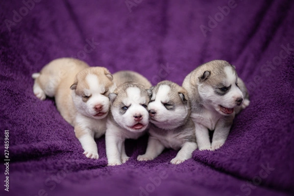 Fototapeta Siberian husky puppies