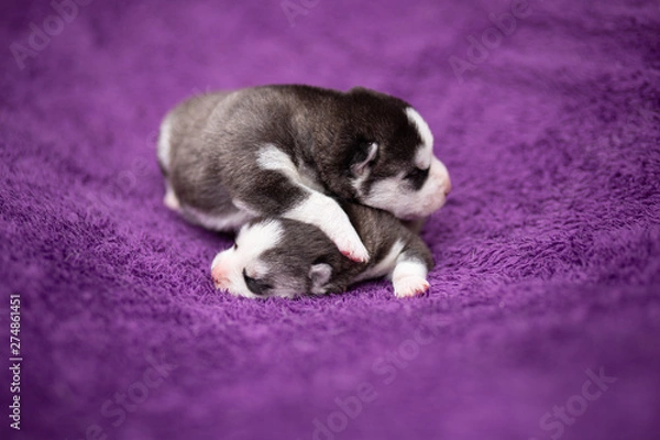 Fototapeta sleeping puppies