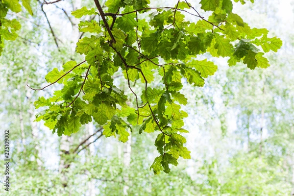 Fototapeta green oak branch in forest in sunny summer day