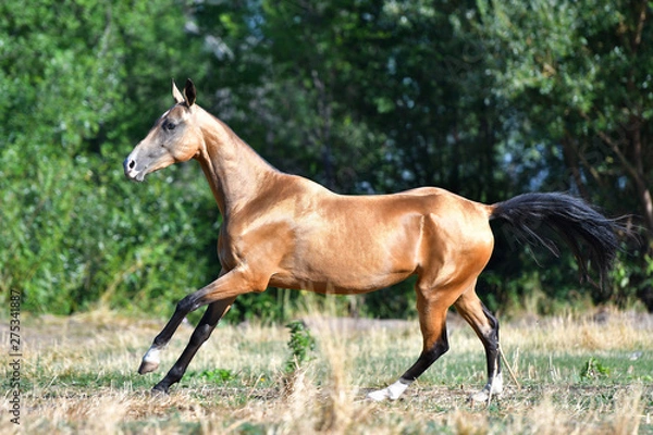 Fototapeta Purebred dark buckskin Akhal Teke stallion running in gallop on the grass in summer.