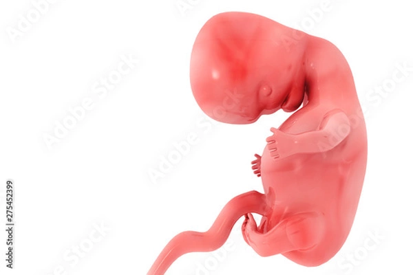 Fototapeta Human fetus on white background