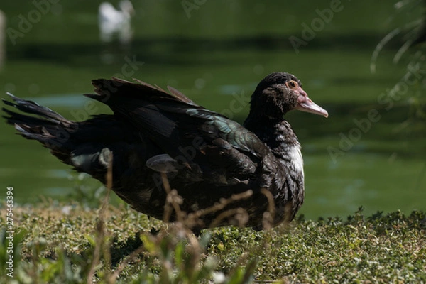 Fototapeta Pato criollo junto a un lago