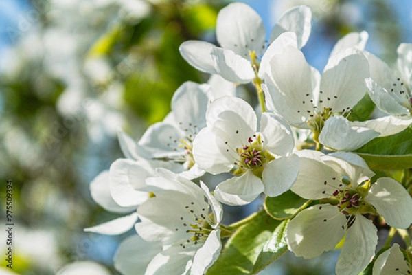 Fototapeta bright bright flowers, blooming apple tree