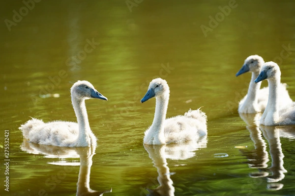 Fototapeta A family of swans swims on the lake