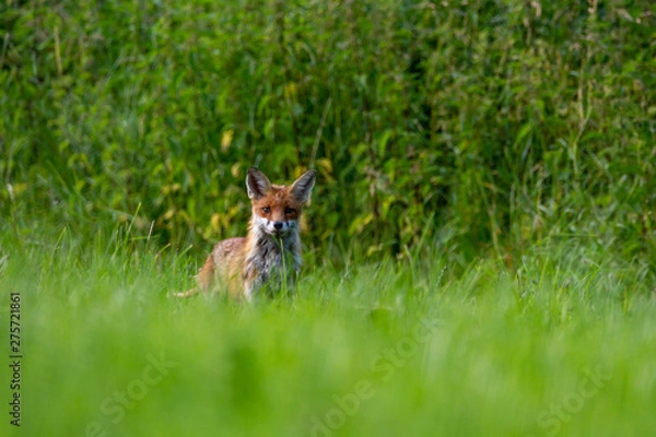 Fototapeta Rotfuchs