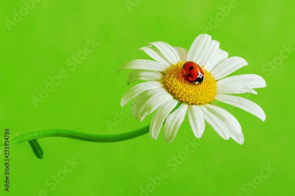 Fototapeta One red ladybug on a marguerite on a green background.