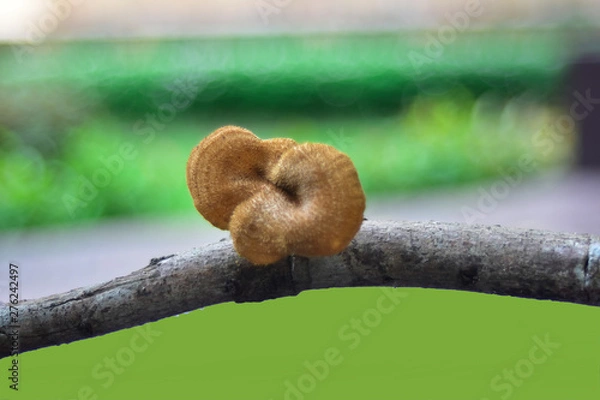 Fototapeta Mushrooms that occur with branches By nature can be eaten