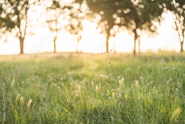 Fototapeta summer tall grass in field