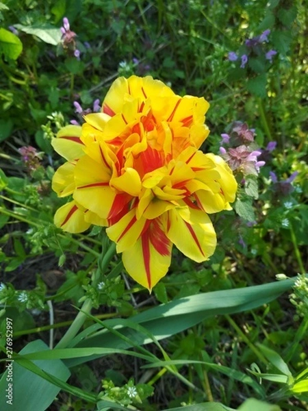 Fototapeta flowers in the garden