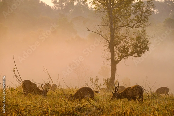 Obraz Family Sunset Deer at Thung Kramang Chaiyaphum Province, Thailand