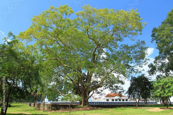 Fototapeta Great bhodi tree near Mirisawetiya dagaba in Anuradhapura, Sri Lanka