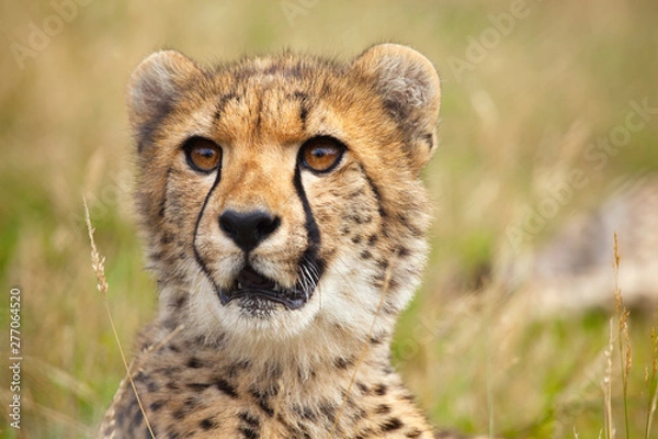 Fototapeta Portrait of young cheetah