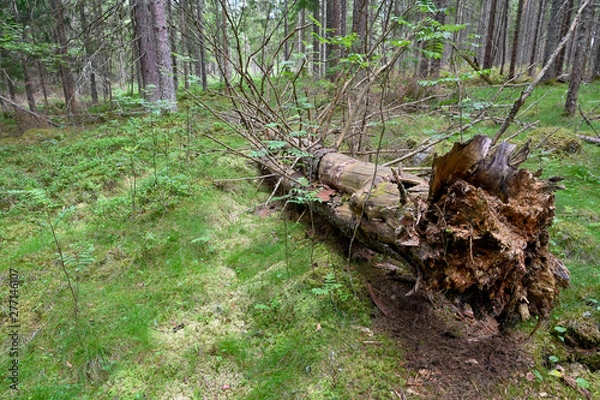 Fototapeta dead tree trunk lying down in forest