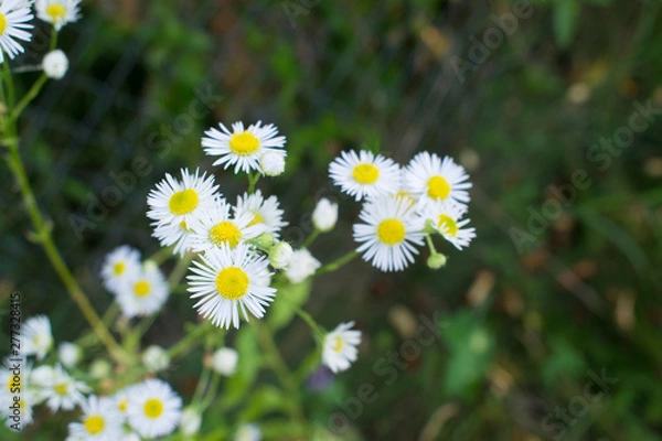 Fototapeta White Flowers With Yellow Center