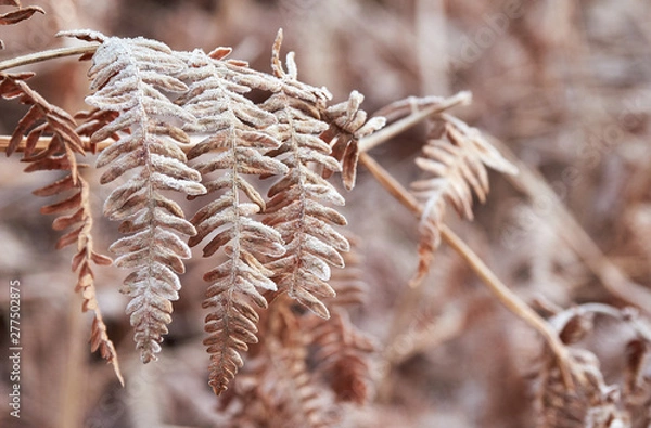 Fototapeta A close up of the texture of frost covered bracken in winter.