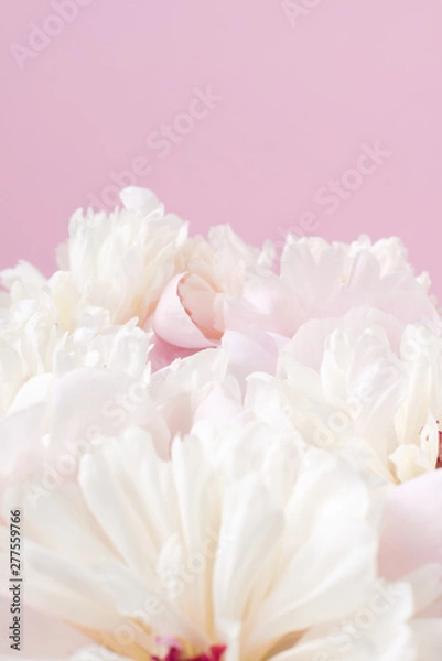 Fototapeta A lush bouquet of pink and white peonies. Natural floral background. Valentines Day and wedding concept