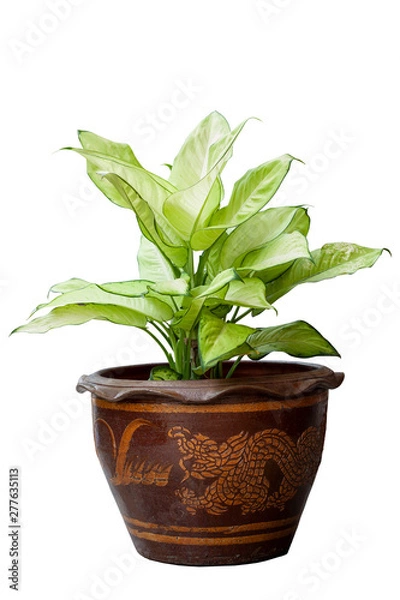 Fototapeta Dumb Cane plant or Dieffenbachia in brown pot isolated on white background.