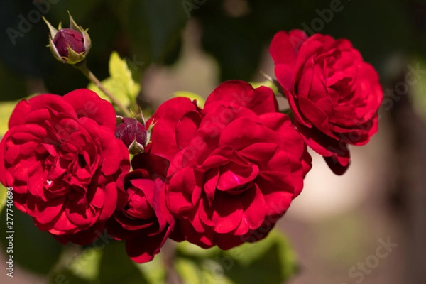 Obraz Bright red roses on a sunny day closeup