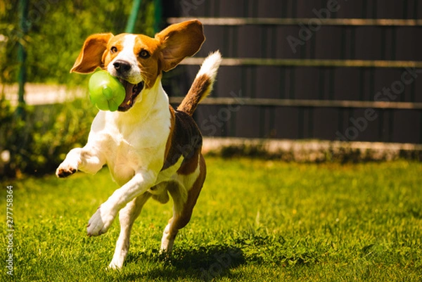 Fototapeta Beagle dog fun in garden outdoors run and jump with ball towards camera