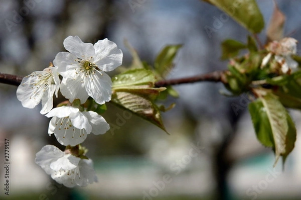 Fototapeta fiori di ciliegio