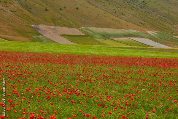 Fototapeta beautiful landscape of the large plain of Castelluccio di Norcia, situated in the umbria region, in the park of the Sibillini mountains, the crops in bloom create a suggestion of colors and shapes.