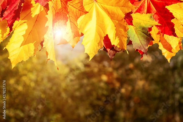 Fototapeta Autumn maple leaves in the forest in the rays of the setting sun - beautiful autumn background