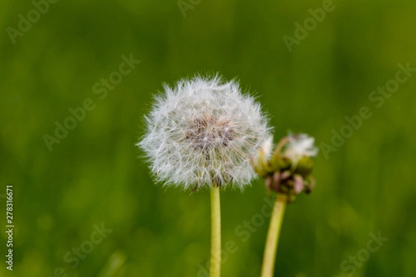 Fototapeta Common dandelion (Taraxacum officinale)