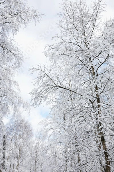 Fototapeta Snowy birch tree