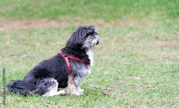 Fototapeta Pretty dog in the park