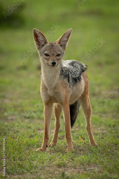 Fototapeta Black-backed jackal stands in grass watching camera