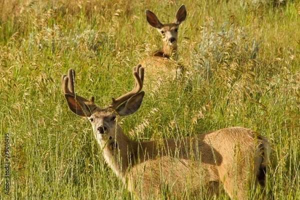 Fototapeta mule deer in field