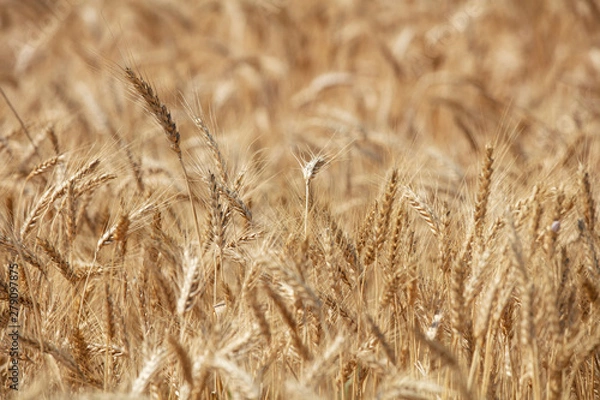 Fototapeta Wheat field. Ears of golden wheat close up. Beautiful Nature Sunset Landscape. Rural Scenery under Shining Sunlight. Background of ripening ears of meadow wheat field. Rich harvest Concept