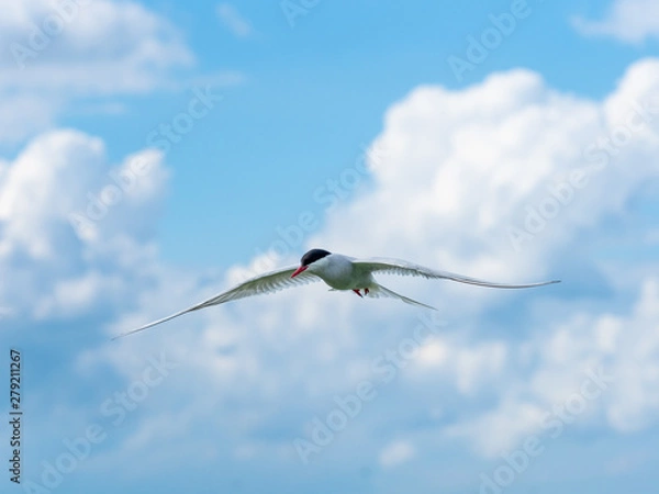 Fototapeta Atlantic tern in flight. ( Sterna paradisaea )