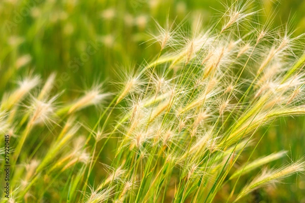 Fototapeta Wheat Field