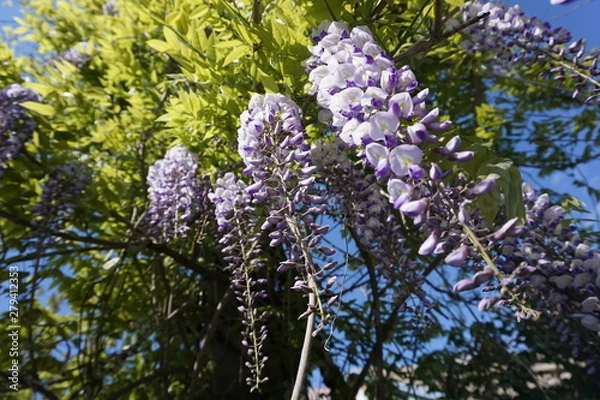 Fototapeta Violet wisteria flowers with green leaves above the sky in sunny day