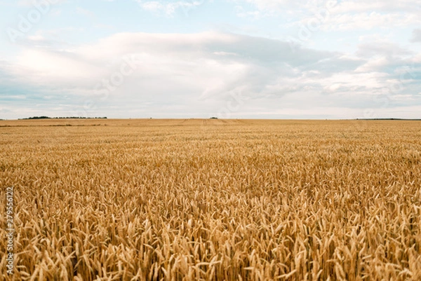 Fototapeta Wheat closeup. Wheat field. Background of ripening ears of wheat. Harvest and food concept.