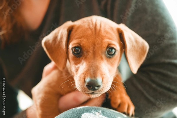 Fototapeta cute dachshund puppy on hand