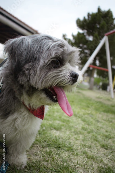 Fototapeta Dog At Park