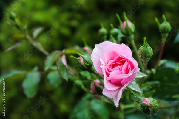 Fototapeta Soft focus on opening pink rose Bonica with buds and dew drops in the garden. Perfect for background of greeting cards for birthday, Valentine's Day and Mother's Day